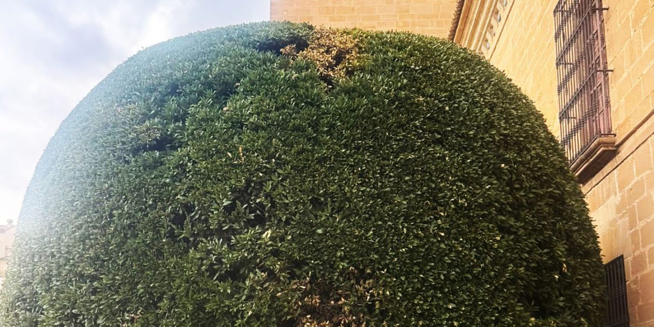 EL AYUNTAMIENTO DE ÚBEDA CONTINÚA TRABAJANDO PARA SALVAR EL EMBLEMÁTICO LAUREL DEL HOSPITAL DE SANTIAGO