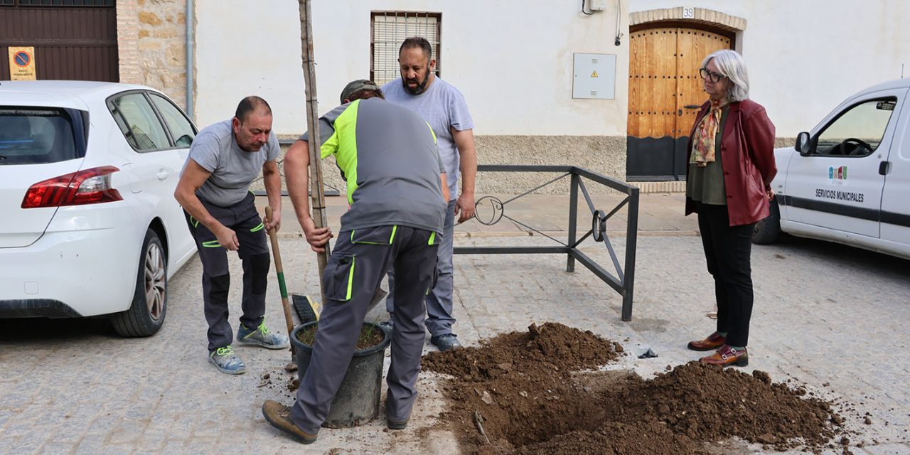 EL AYUNTAMIENTO REFUERZA EL ARBOLADO URBANO CON NUEVAS PLANTACIONES Y MEDIDAS DE PROTECCIÓN EN LA CALLE VALENCIA